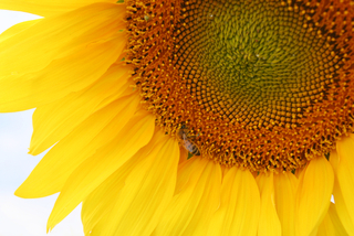sunflower.jpg